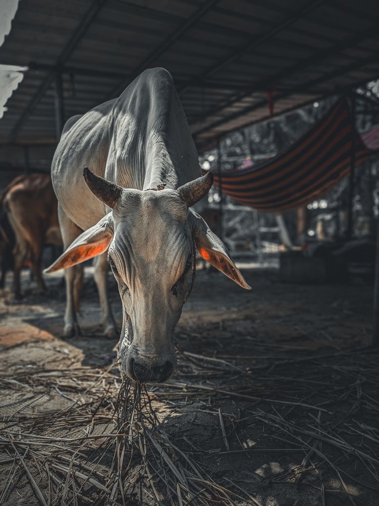 Photograph by Pritam Biswas