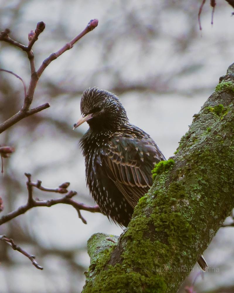 Фотография автора Марина Алексеевская