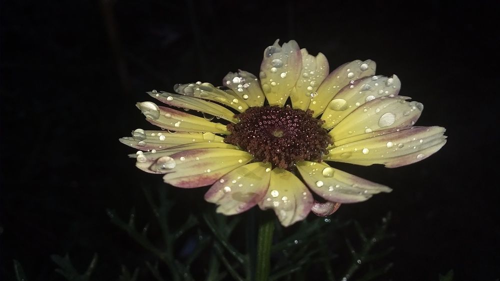 Chrysanthemum flower