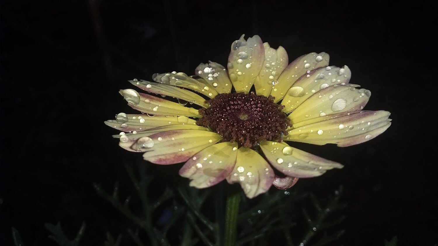 Chrysanthemum flower
