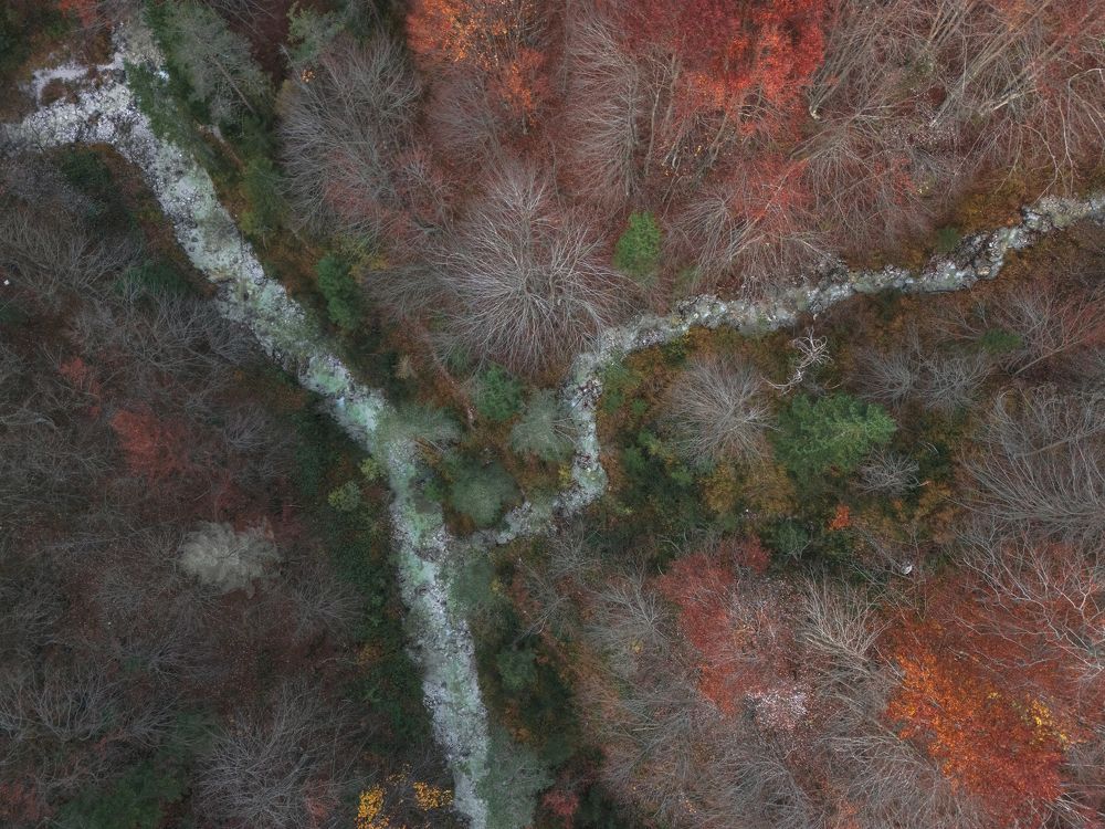 Autumnal Colors from Above