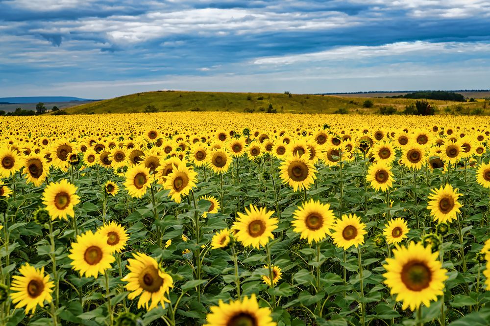 Photograph by Артём Самусенко