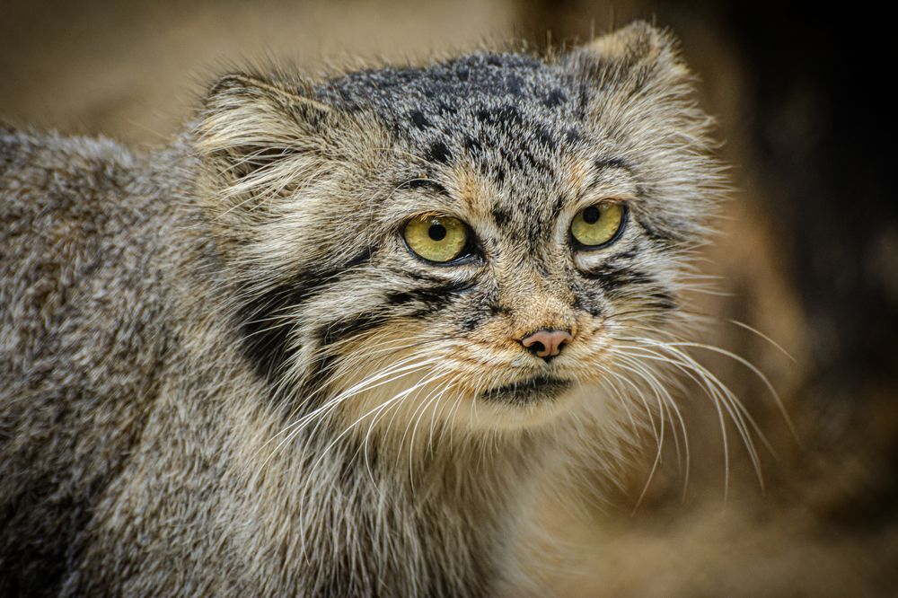 Photograph by Елена Берсенёва