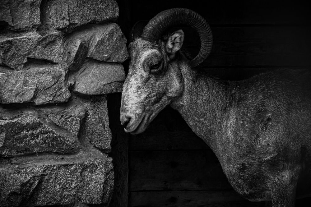 Photograph by Елена Берсенёва