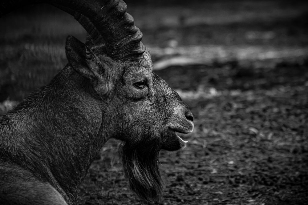 Photograph by Елена Берсенёва