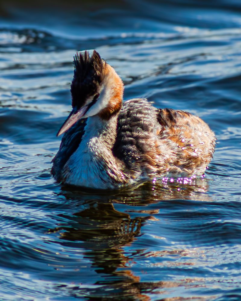 Одинокий август