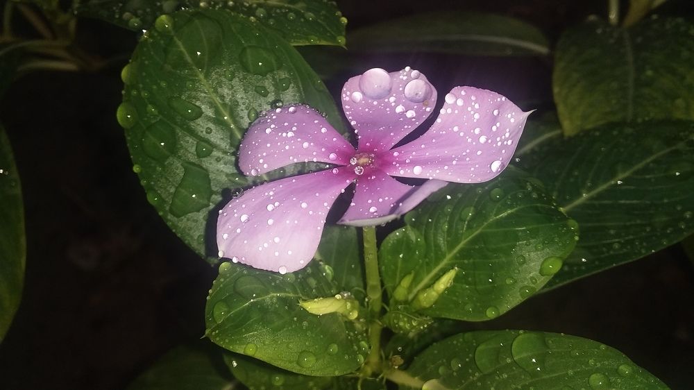 Madagascar Periwinkle