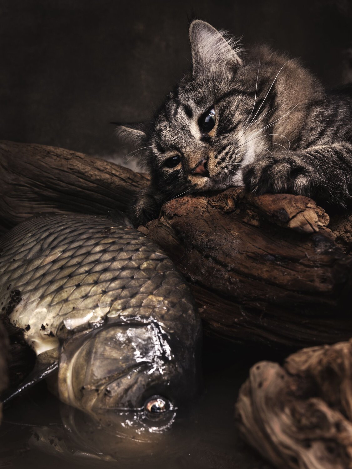 Photo #11248204