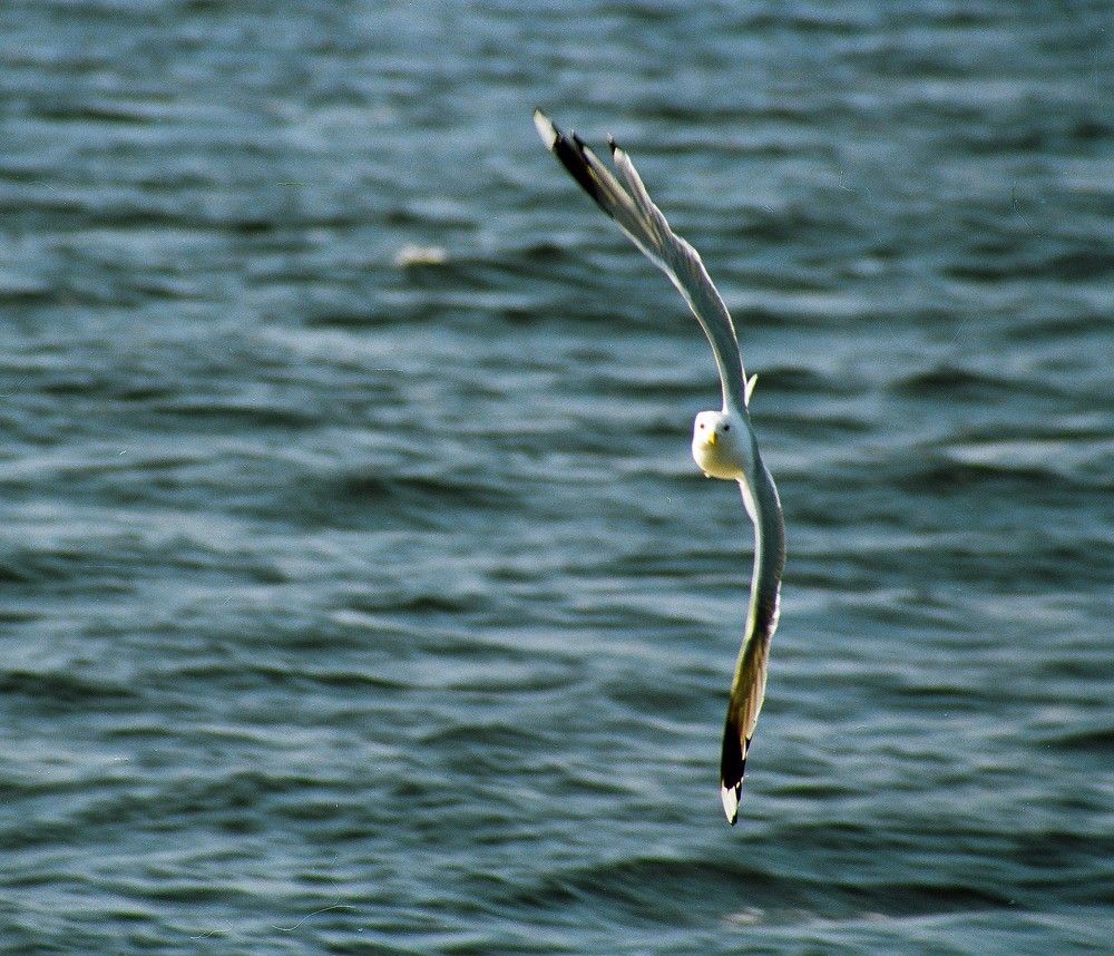 Photograph by PERESHEIN ANDREY