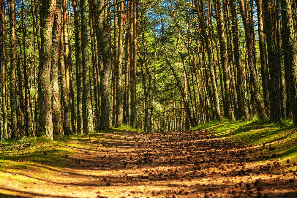 Куршская коса