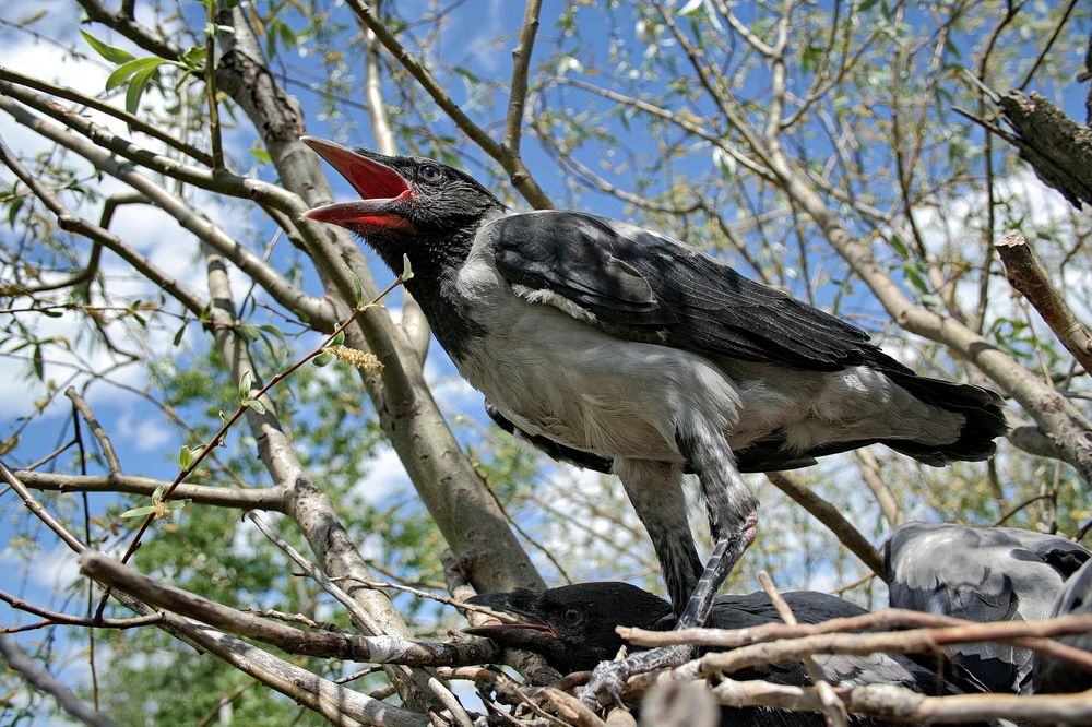 Фотография автора Александр Челмодеев