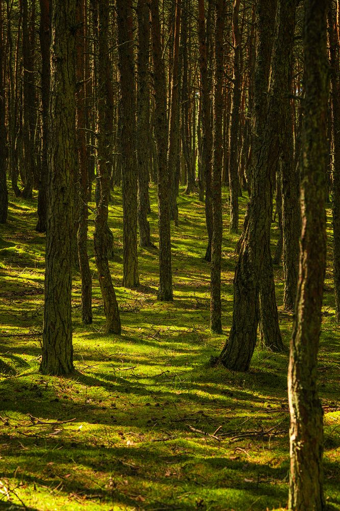 Куршская коса