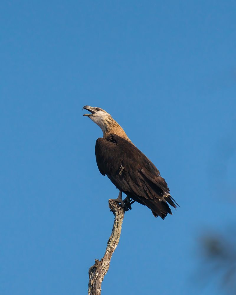 Photograph by Abhishek Kumar