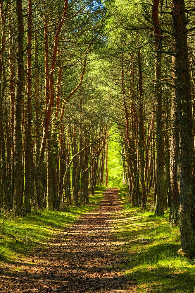 Куршская коса