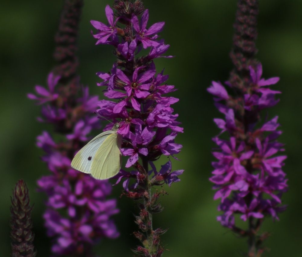 Летние контрасты...