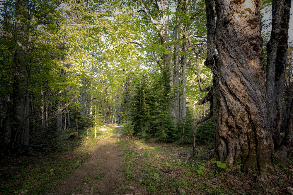 Photograph by Алексей Мякота