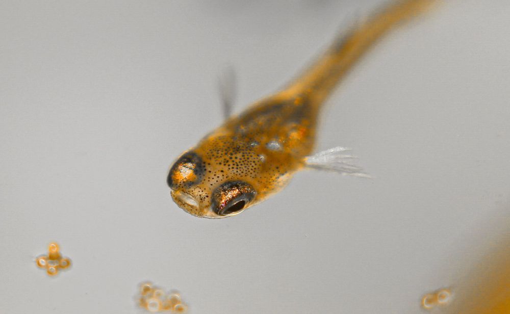 Photograph by Mathew Nishanth A