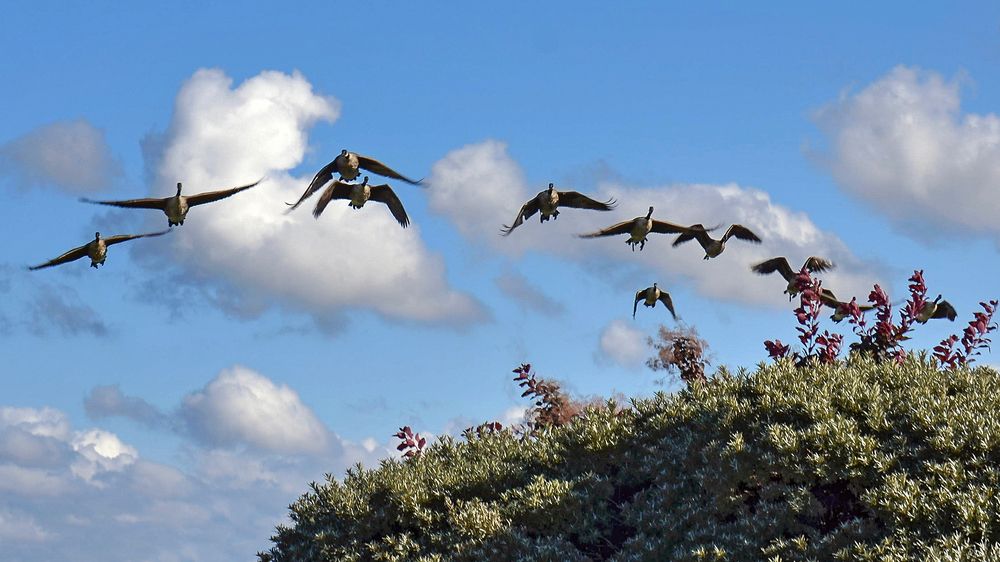 Фотография из-за засады