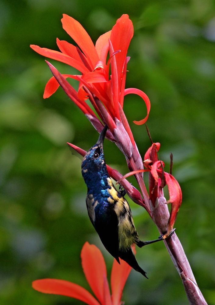 Photograph by CHINMOY BISWAS
