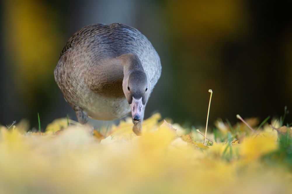 Photograph by Федорако Дмитрий