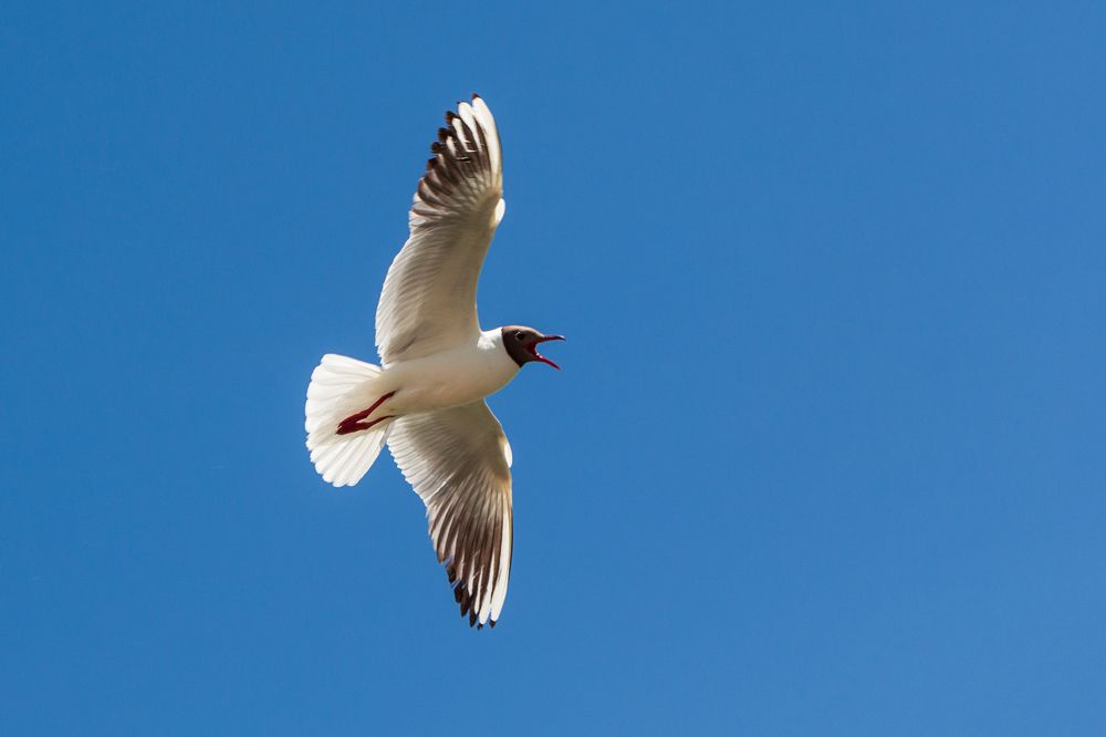 Photograph by виктор ковчин