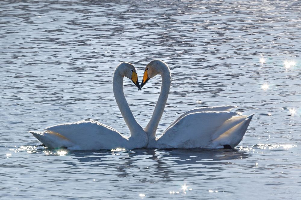 Photograph by виктор ковчин