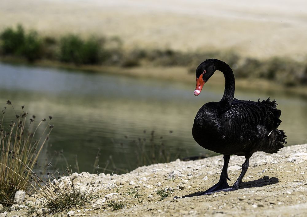 Photograph by Nuwair ALHajeri