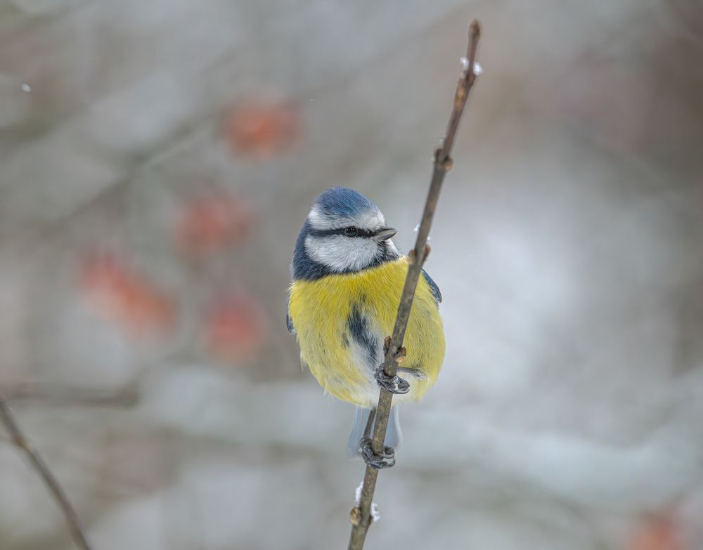 На прутике.