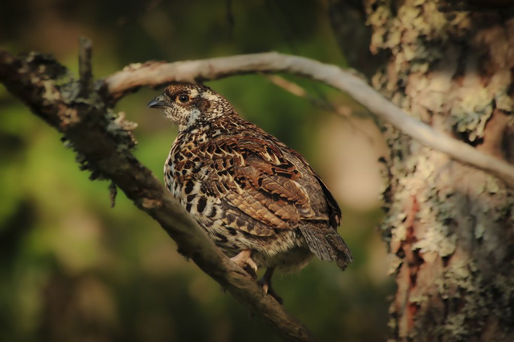 Фотография автора Лаврентьев Александр