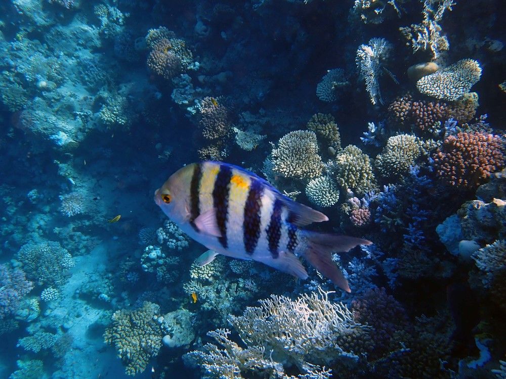 Photograph by Игорь Пшеничников