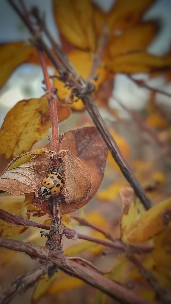 Фотография автора Анастасия Мамаева