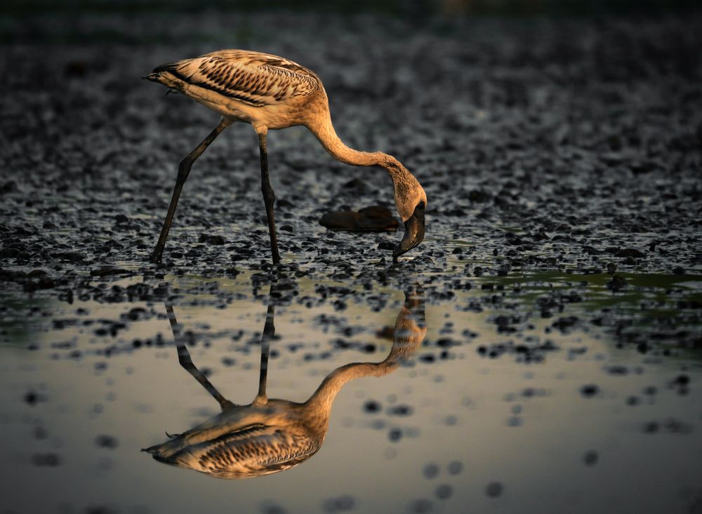 Фотография автора Hirak Mitra