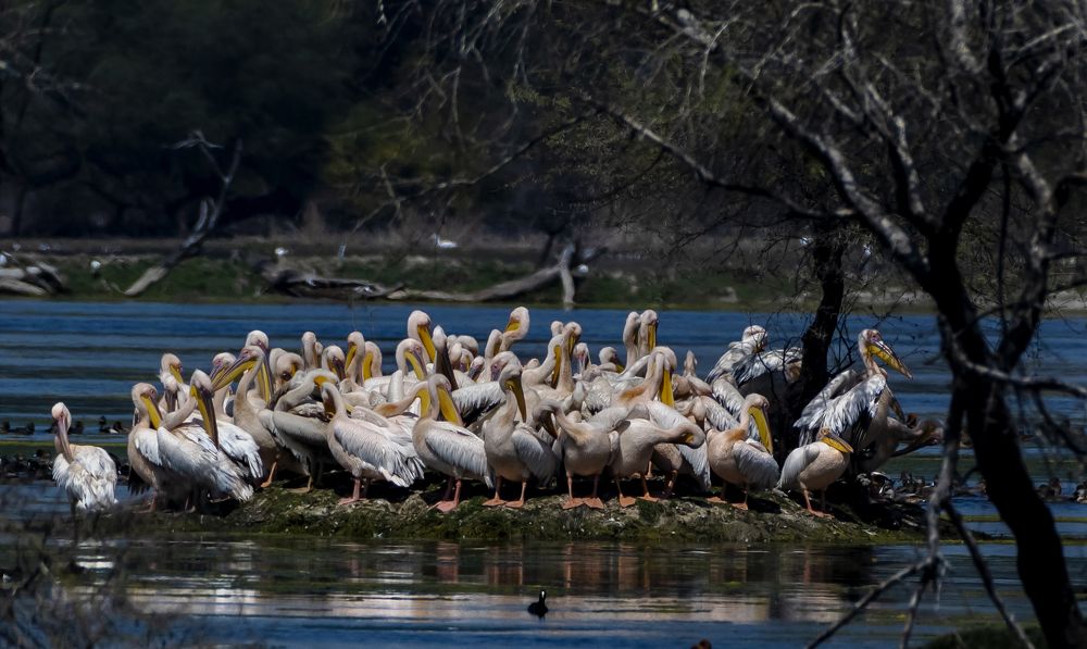 Фотография автора Hirak Mitra