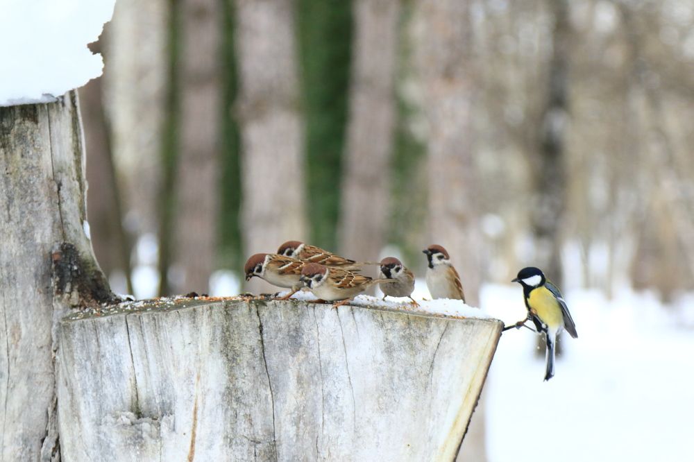 Фотография автора Сергей Кульков