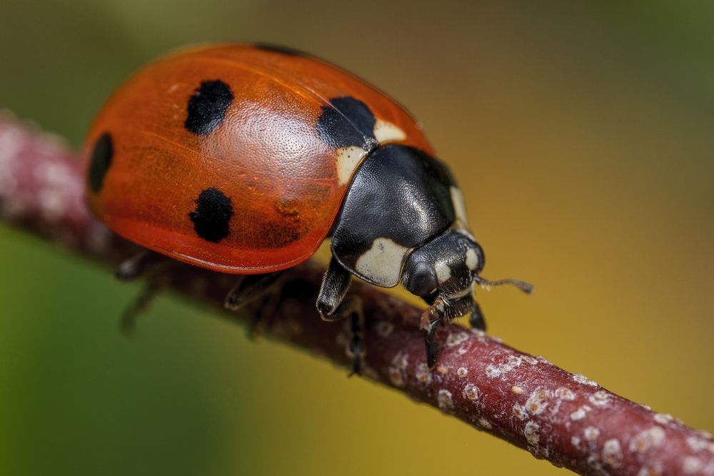 Ladybird in autumn
