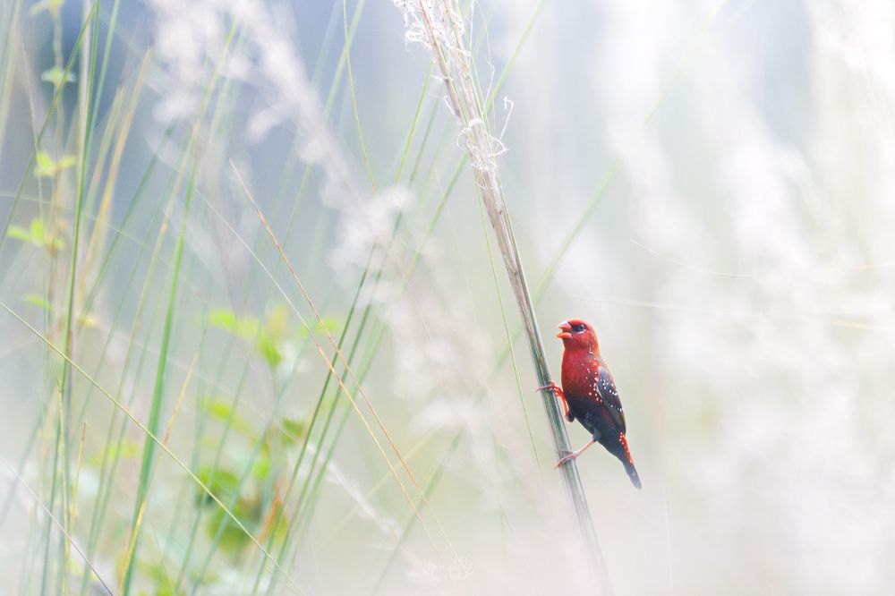 Photograph by Pritam Mandal