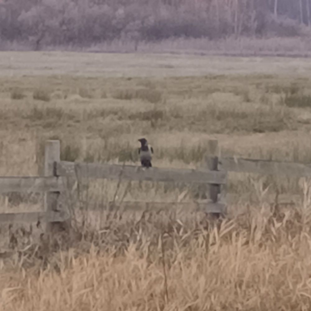 Фотография автора Maks Lanister