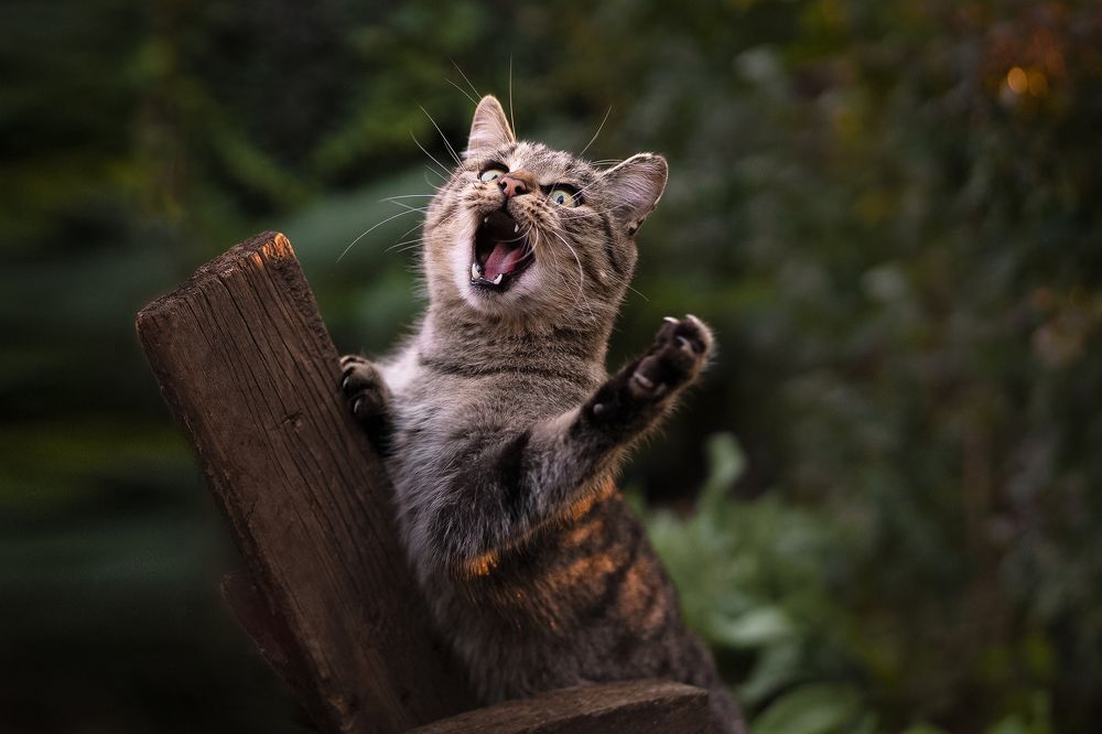 Photograph by Коротун Юрий