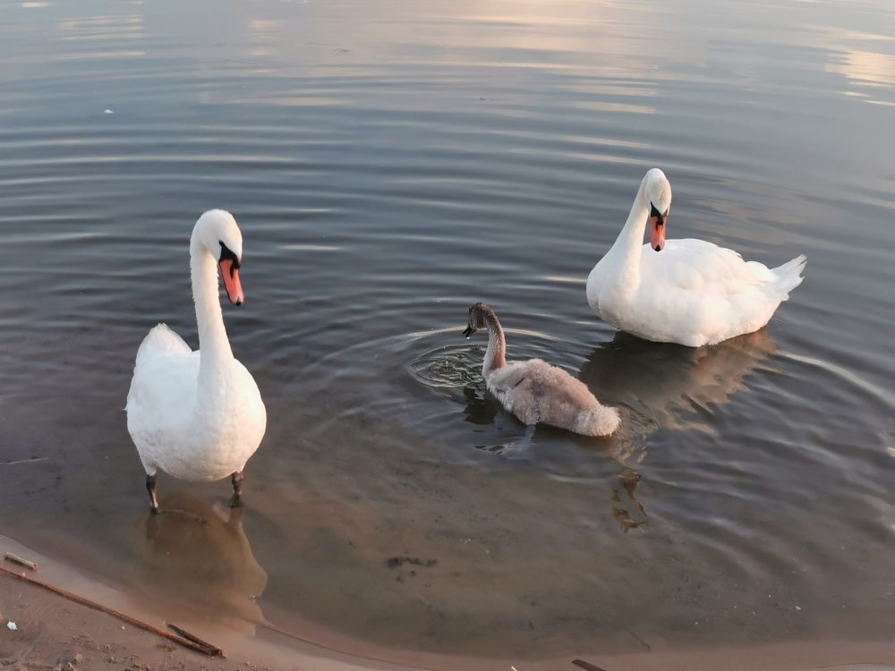 Photograph by Людмила Орловская