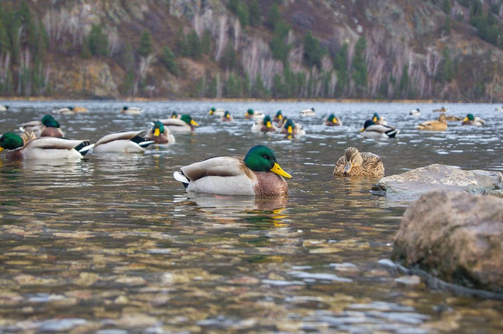 Photograph by Сергей Копылов