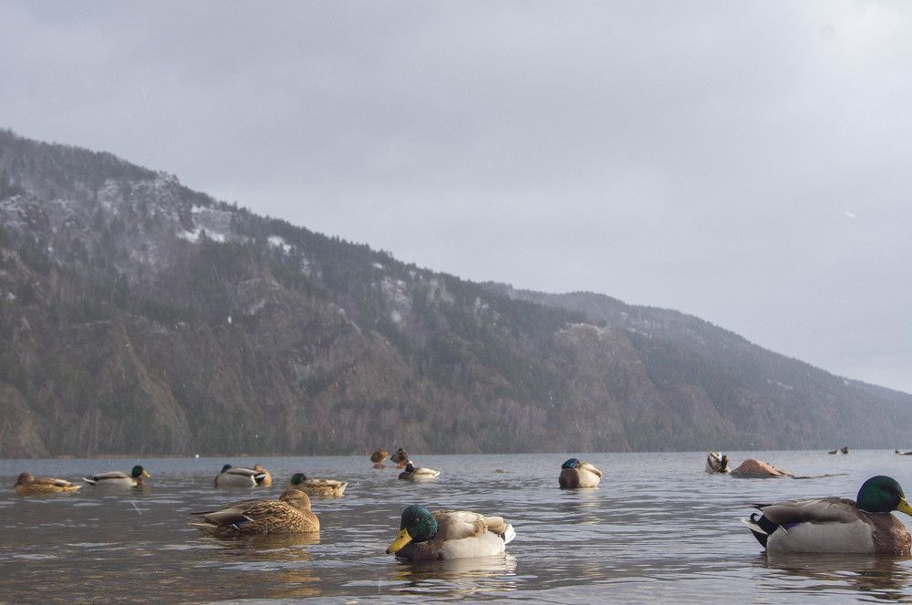 Photograph by Сергей Копылов