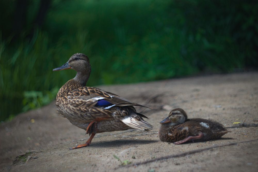 Фотография автора Дмитрий Овчинников