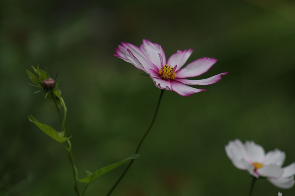 Photograph by Полина Зайцева