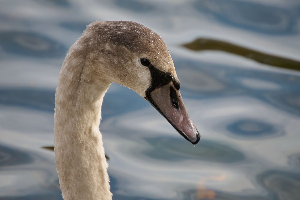 Фотография автора Ray Farrell