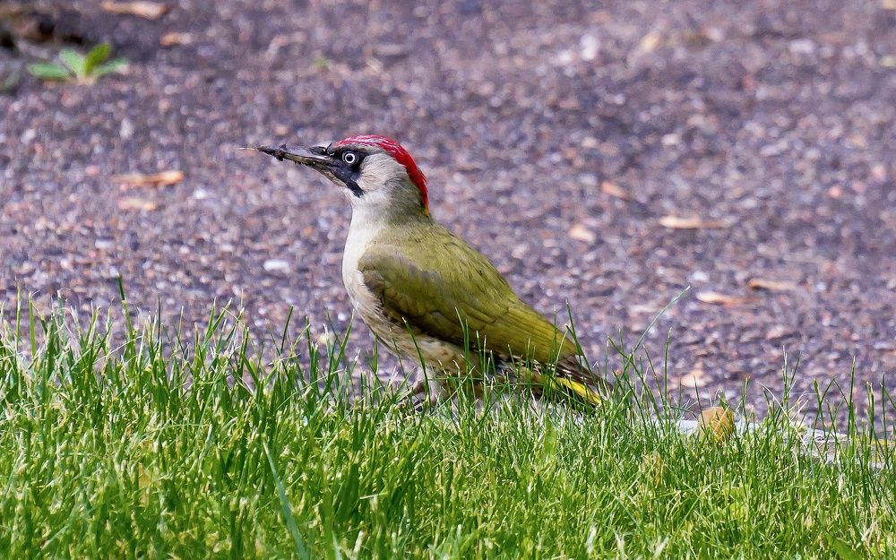 Фотография автора Николай Бологов