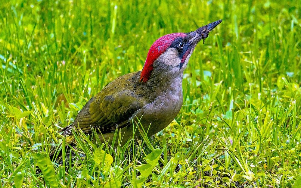 Фотография автора Николай Бологов