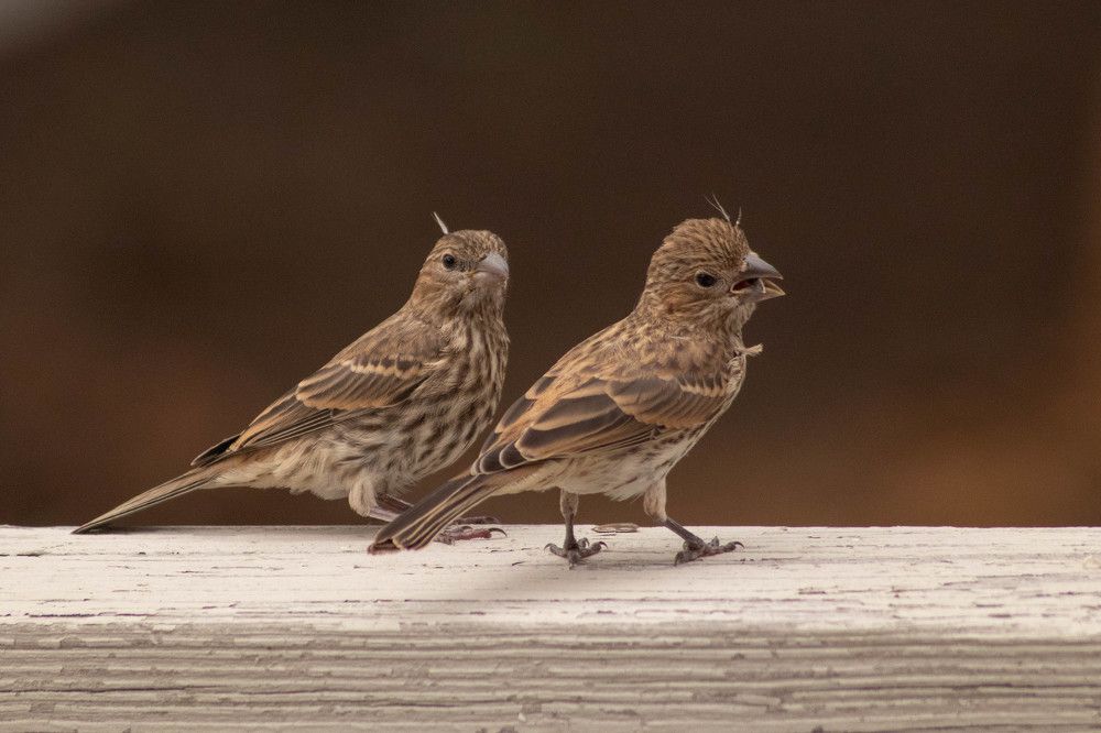 Фотография автора Van Gross