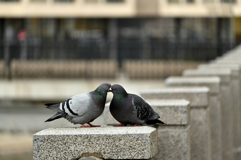 Photograph by Алексей Гордеев