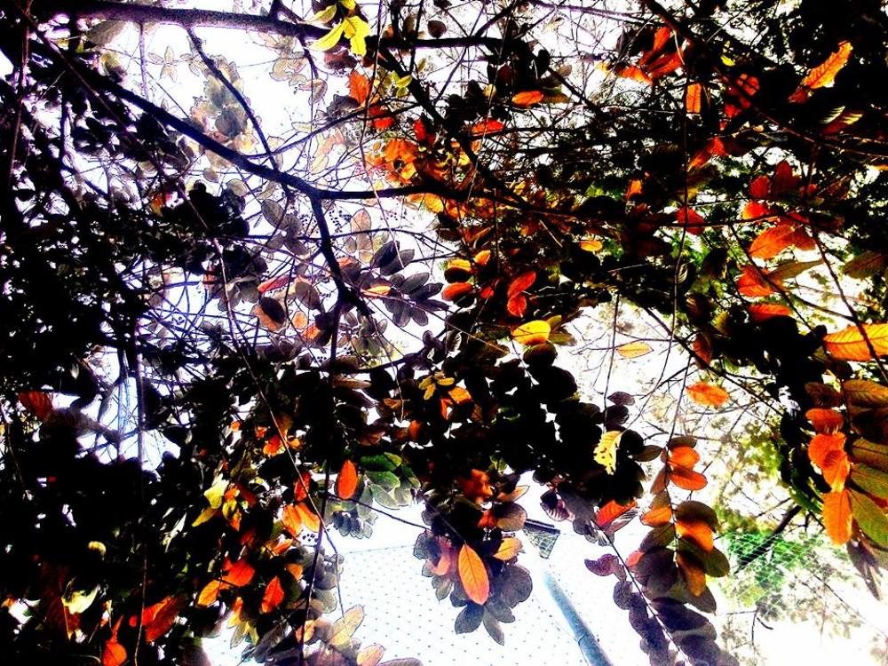 discolouration of leaves