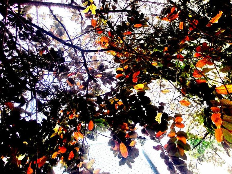 BUI SI NHUT HUY, Vietnam